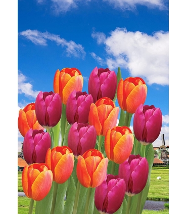 12 گل لاله از آمستردام - جعبه کادو - آیتم منحصر به فرد - پیاز گل ممتاز - بنفش/نارنجی - زمان تحویل 3 تا 4 هفته کاری
