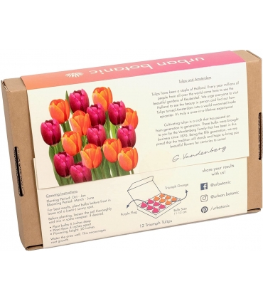12 گل لاله از آمستردام - جعبه کادو - آیتم منحصر به فرد - پیاز گل ممتاز - بنفش/نارنجی - زمان تحویل 3 تا 4 هفته کاری