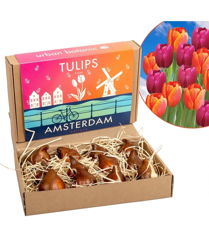 12 گل لاله از آمستردام | جعبه کادو | آیتم منحصر به فرد | پیاز گل ممتاز | بنفش/نارنجی | گیاه شناسی شهری