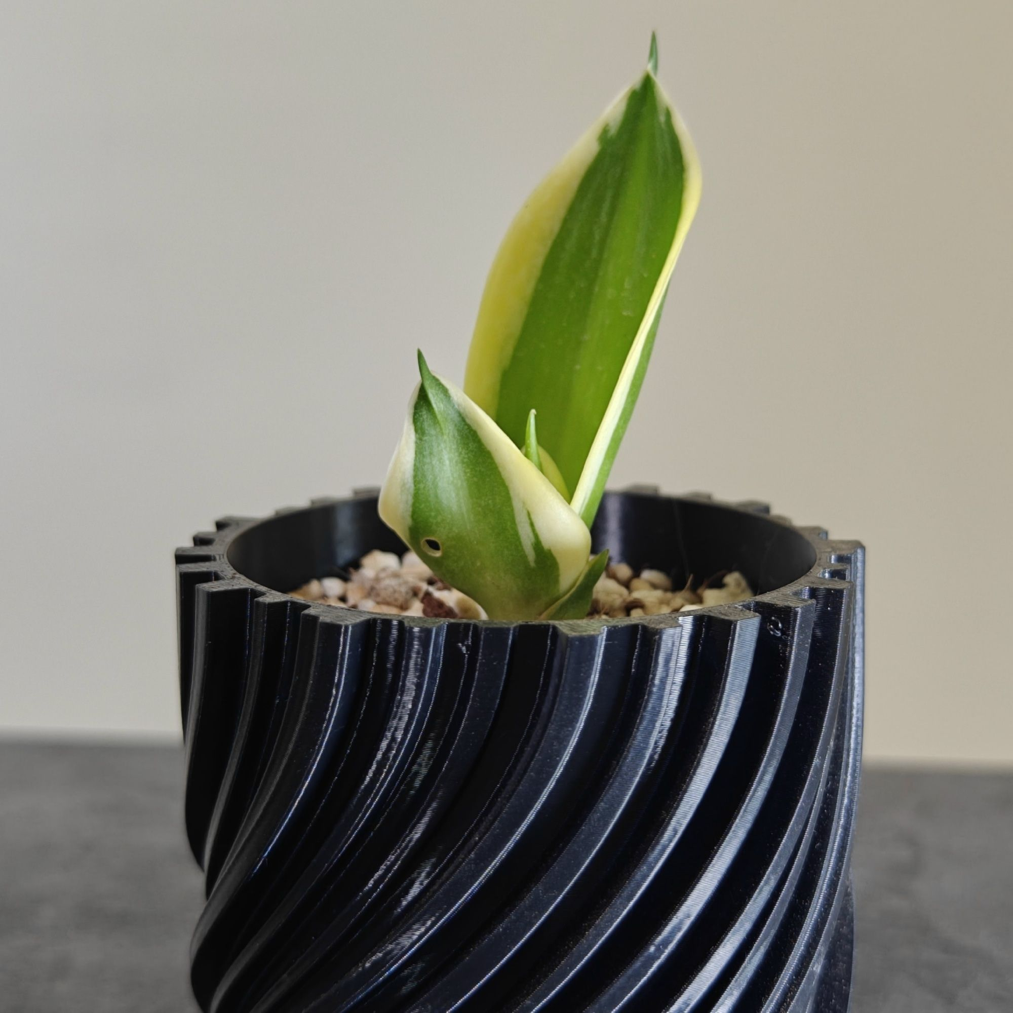 گلدان فیلامنتی کد 00